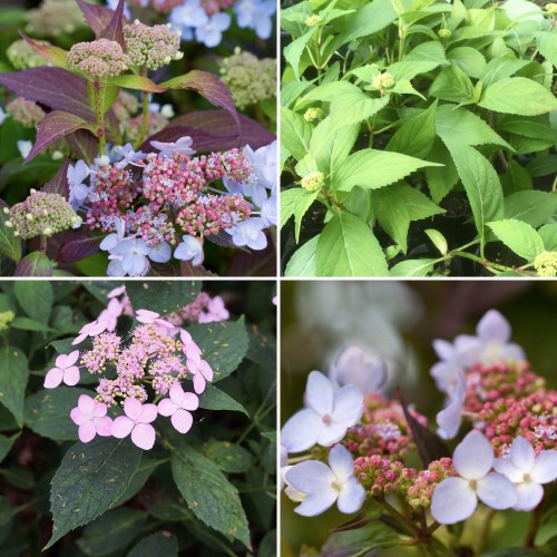 Hydrangea Tiara x 1 Plant Lacecap Hardy Cottage Garden Shrubs Large Flowers Flowering Border Patio Balcony Plants serrata